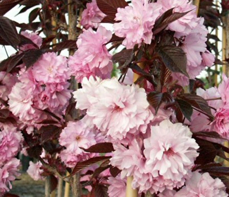 Prunus serrulata ’Royal Burgundy’ / Vörös levelű japán díszcseresznye