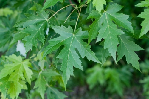 Acer saccharinum / Ezüst juhar