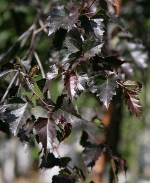 Betula pendula &apos;Royal Frost&apos; / Bordó levelű nyírfa