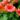 014_campsis_radicans_trombitafolyondar