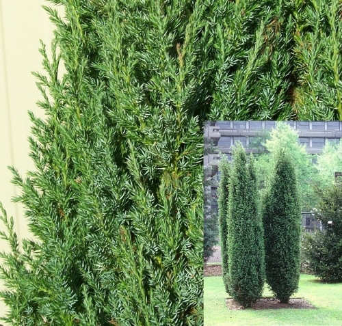 Juniperus communis &apos;Hibernica&apos; / Ír oszlopos boróka