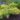 031_juniperus_media_gold_star_arany_kuszo_boroka