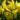 051_genista_porlock_rekettye