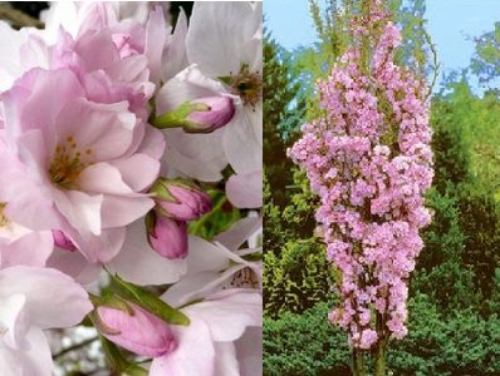 Prunus serrulata &apos;Amanogawa&apos; / Oszlopos díszcseresznye