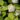 098_physocarpus_opulifolius_luteus_slevholyagvesszo