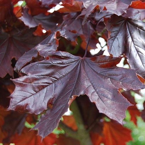 Acer platanoides &apos;Crimson King&apos; / Vérjuhar, bordó levelű juhar