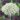 allium-duo