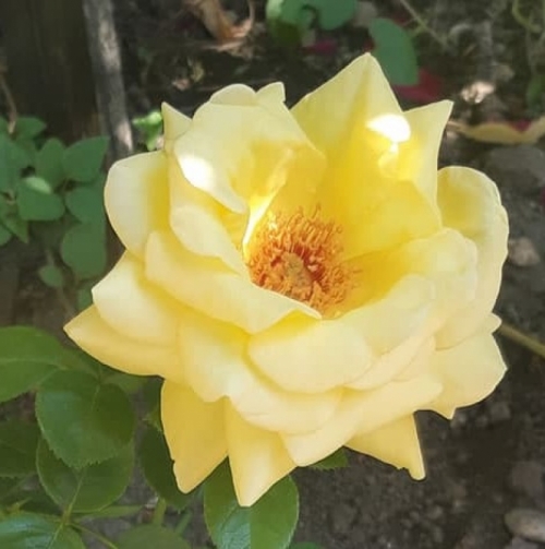 Arthur Bell rózsa