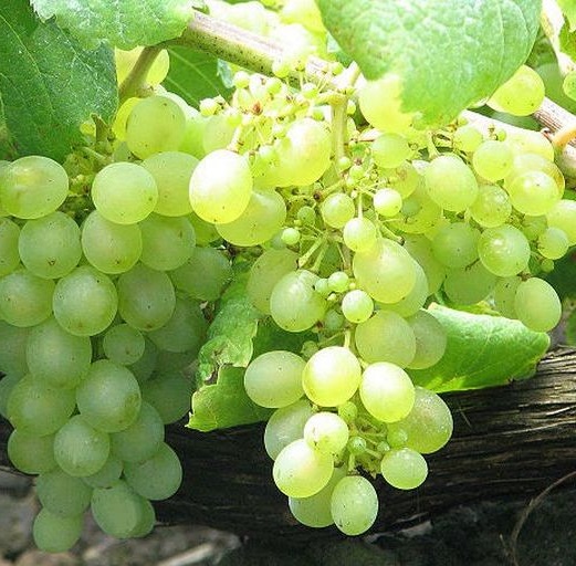 Attila szőlő
