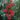 campsis-radicans-flamenco