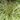 carex_oshimensis_evergold_madarlabu_sas