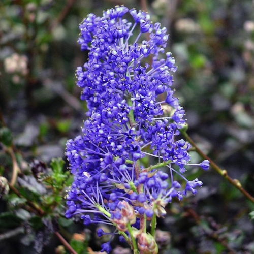 Ceanothus ’Blue Sapphire’ / Táskavirág (Kaliforniai kúszó orgona)