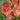 chrysanthemum_red_velvet_krizantem