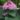 clerodendron_bungei_vorosodo_vegzetfa