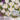 crocus_jeanne_darc