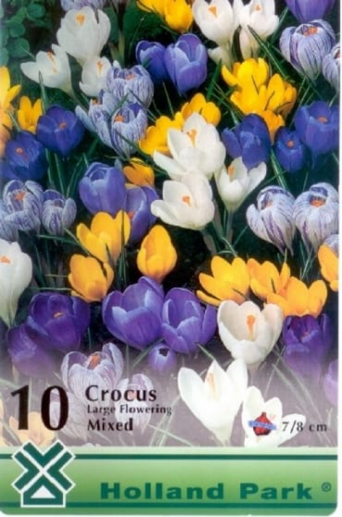 Crocus Large flowering mixed / Krókusz színkeverék virághagyma (8 db-os)