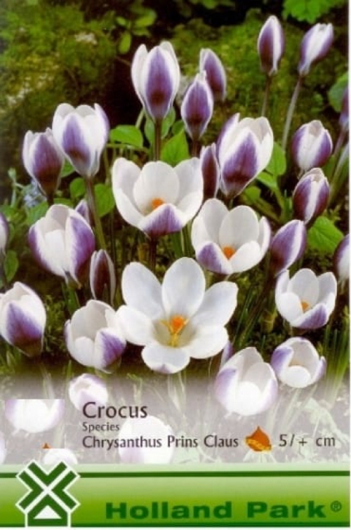 Crocus Chrys. Prince Claus / Krókusz virághagyma