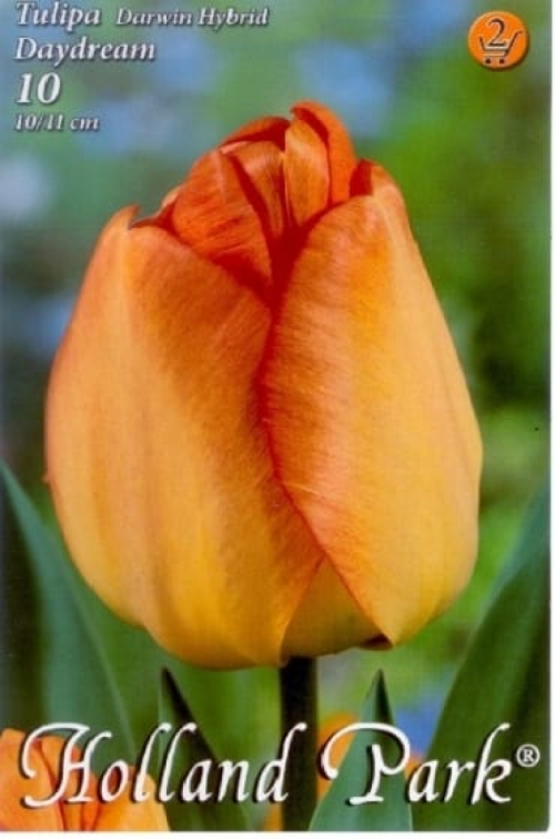 Daydream / Tulipán virághagyma