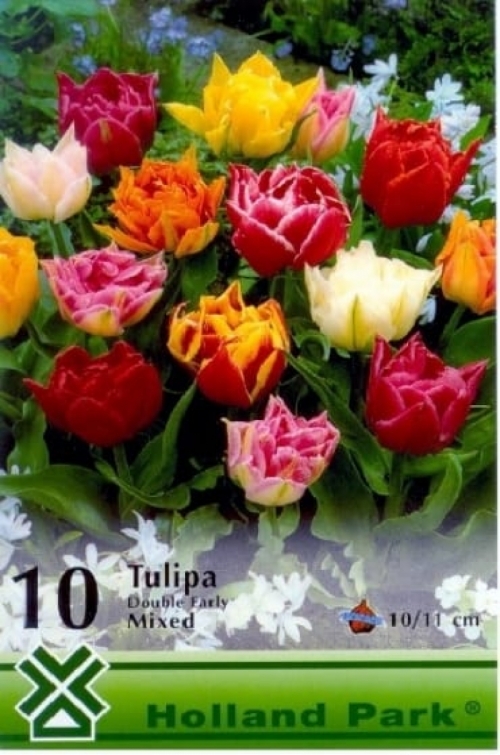 Double Early színkeverék / Tulipán virághagyma