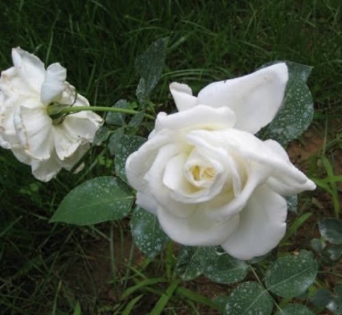 Fehér Polyantha rózsa