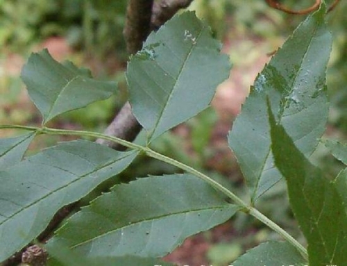 Fraxinus angustifolia ’Pannonica’ / Magyar kőris