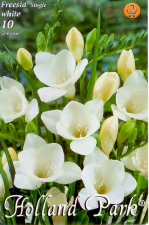 Freesia fehér / Frézia virághagyma