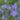 geranium_blue_lagoon_golyaorr