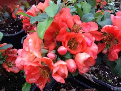 Chaenomeles japonica ’Cido’ / Gyümölcstermő japánbirs - Image 2