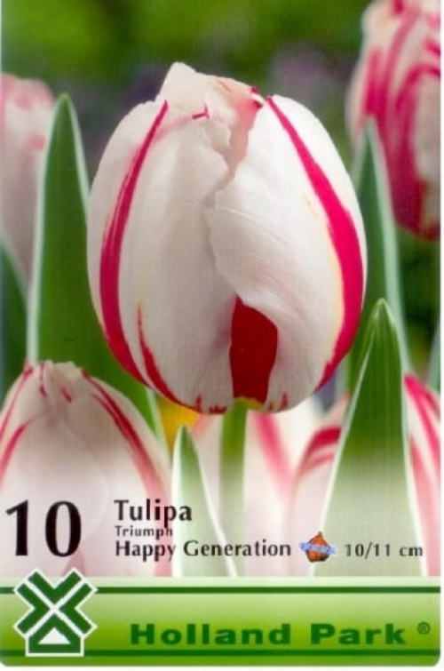 Happy Generation / Tulipán virághagyma