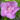 hibiscus_lavender_chiffon_malyvacserje