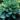 hosta_fortunei_hyacinthina_arnyekliliom