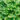 hosta_golden_tiara_arnyekliliom