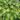 hosta_pauls_glory_arnyekliliom