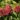 hydrangea-paniculata-wims-red-bugas-hortenzia