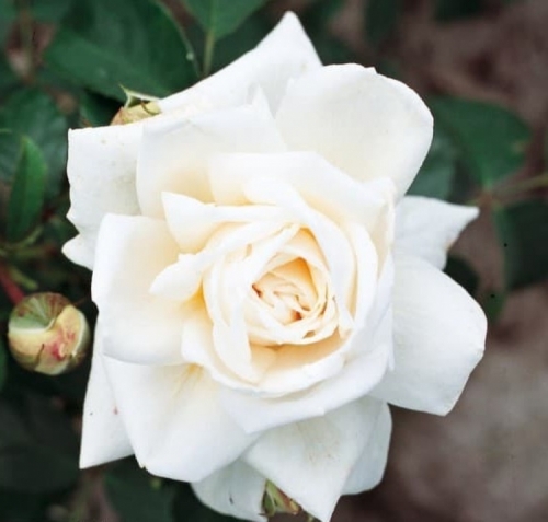 Ilse Krohn Superior rózsa