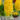 jacint_city_of_haarlem