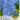 jacint_delfts_blue