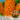 jacint_gipsy_queen