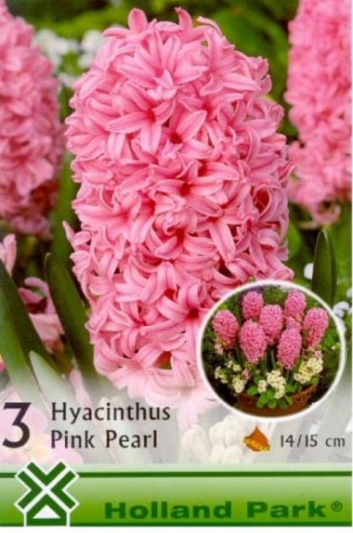 Hyacinthus Pink Pearl / Jácint virághagyma