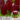 jacint_woodstock