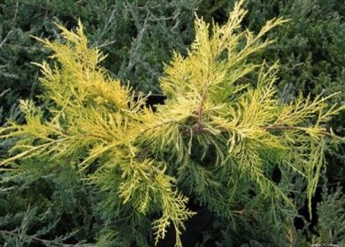 Juniperus media &apos;Saybrook Gold&apos; / Arany terülő boróka