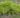 juniperus_x_media_pfitzeriana_aurea