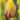 lacourtine