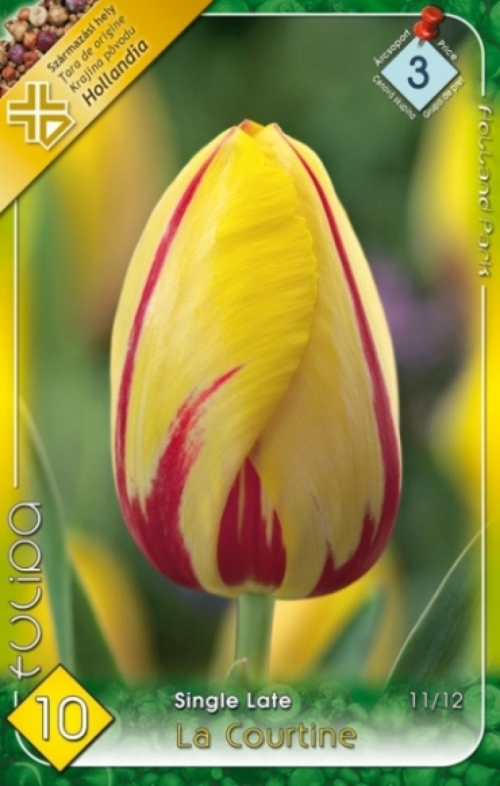 La Courtine / Tulipán virághagyma