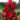 lagerstroemia_best_red_selyemmirtusz