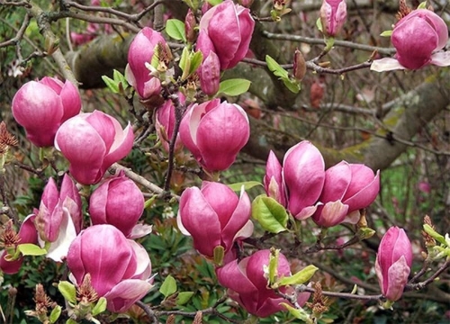 Magnolia ’Lennei’ / Liliomfa