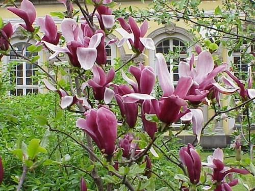 Magnolia ’Rickii’ / Liliomfa