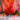orange_favorite