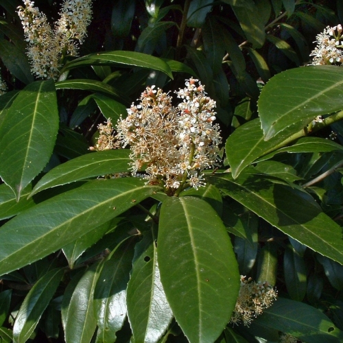 Prunus laurocerasus ’Caucasica’ / Babérmeggy