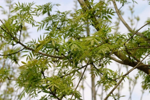 Fraxinus angustifolia ’Raywood’ / Keskenylevelű kőris